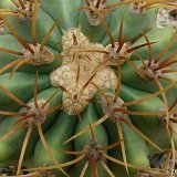 Ferocactus diguetii P1020682.JPG